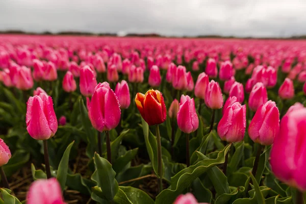 Stále Čerstvé Jarní Květiny Tulipány Keukenhof Zahrady Evropy — Stock fotografie