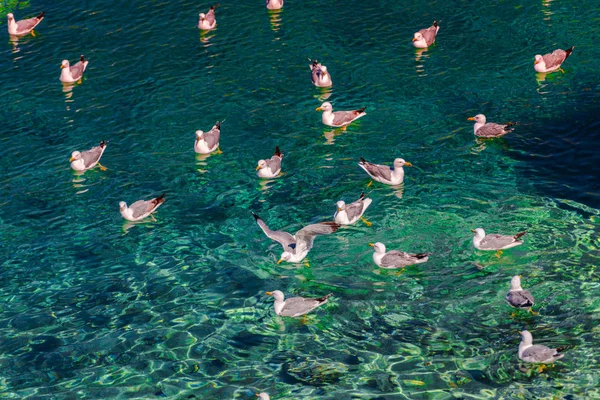 Mewy Kryształowo Czystym Morzu Sezonie Letnim — Zdjęcie stockowe