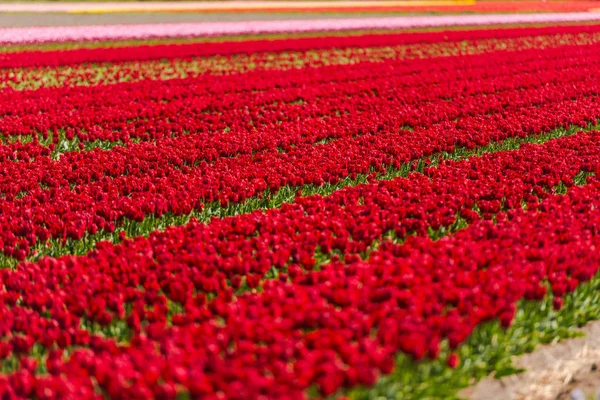 Growing Red Tulips Flowers Field Keukenhof Garden Europe — Stock Photo, Image