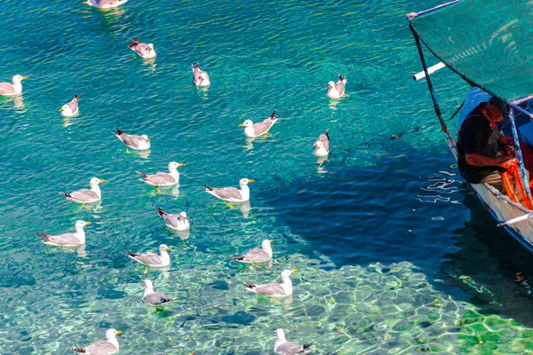 Close View Touristic Boat Sea Swimming Seagulls — Stock Photo, Image