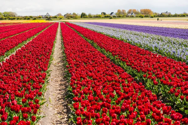 Pěstování Tulipánů Květiny Pole Keukenhof Zahrady Evropy — Stock fotografie