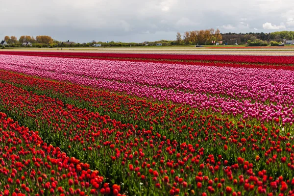 Crescente Tulipas Campo Flores Keukenhof Jardim Europa — Fotografia de Stock