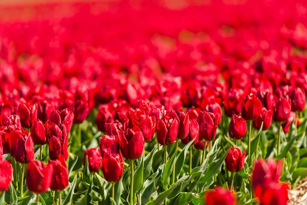 Coltivare Freschi Fiori Tulipani Primaverili Keukenhof Garden Europe — Foto Stock