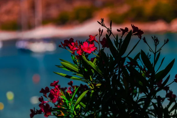 Tidy Blommor Grekland Seaside — Stockfoto