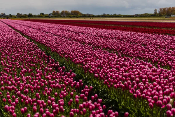 Rosa Crescente Fresco Primavera Tulipas Flores Campo — Fotografia de Stock