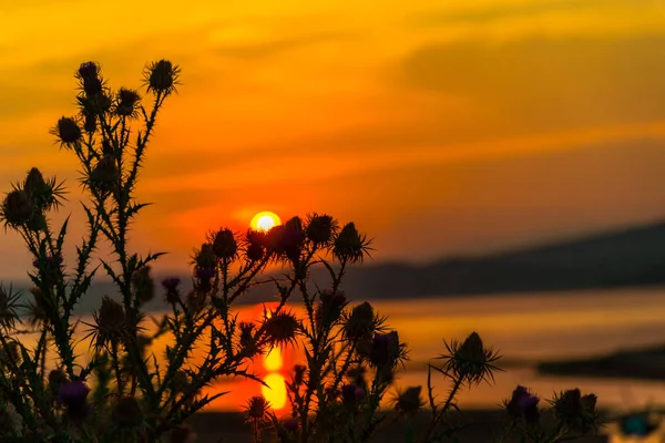 Majestätiska Orange Röd Soluppgång Himlen Vid Sjön Och Odling Växter — Stockfoto