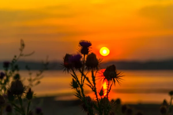 Lago Majestuoso Cielo Rojo Anaranjado Atardecer Plantas Primer Plano —  Fotos de Stock