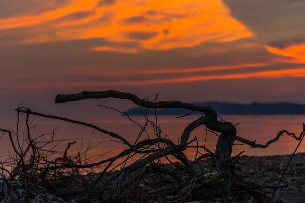Görkemli Turuncu Kırmızı Günbatımı Gökyüzü Kuru Ağaç Kökleri Sahilde — Stok fotoğraf