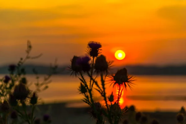 Lago Majestuoso Cielo Rojo Anaranjado Atardecer Plantas Primer Plano —  Fotos de Stock