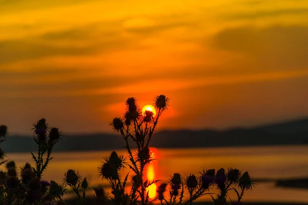 See Und Majestätischer Orange Roter Abendhimmel Vordergrund Wachsen Pflanzen — Stockfoto