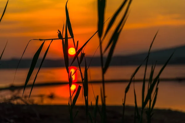 Göl Plan Üzerinde Bitki Yetiştirme Görkemli Turuncu Kırmızı Günbatımı Gökyüzü — Stok fotoğraf