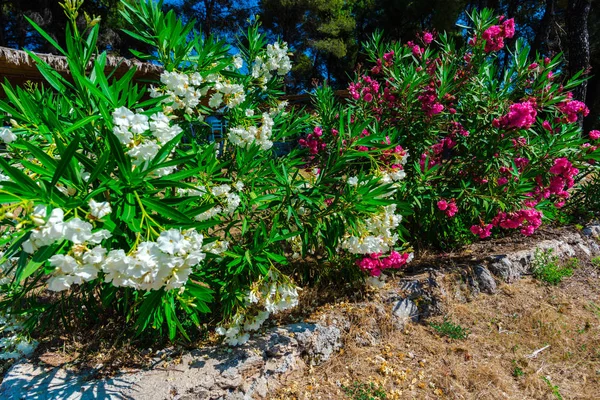 Опрятные Цветы Греции — стоковое фото