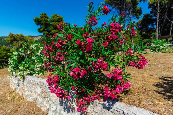 Опрятные Цветы Греции — стоковое фото