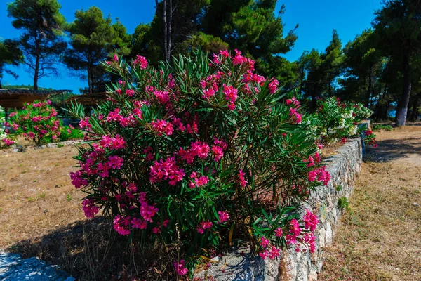 Tidy flowers at Greece seaside