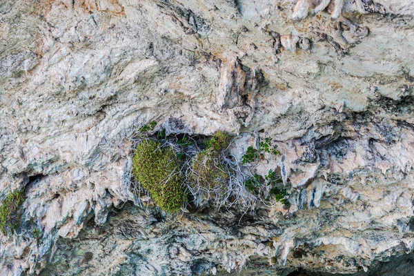 Cliff Ayrıntıları Doğal Arka Plan Closeup — Stok fotoğraf