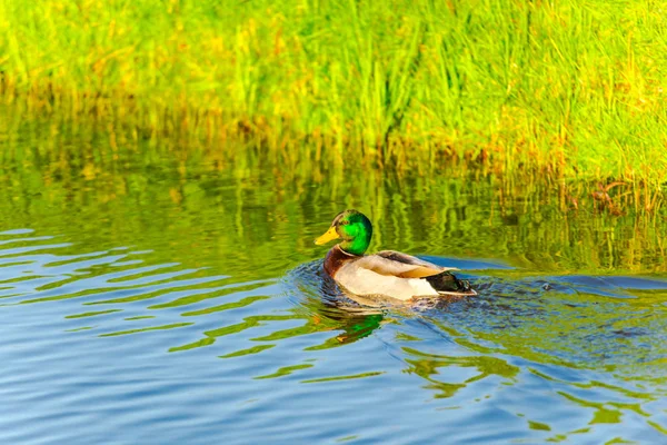 近景野鸭漂浮在河中 — 图库照片