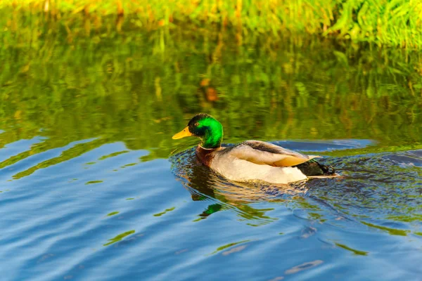 Close View Van Wilde Eend Drijvend Rivier — Stockfoto