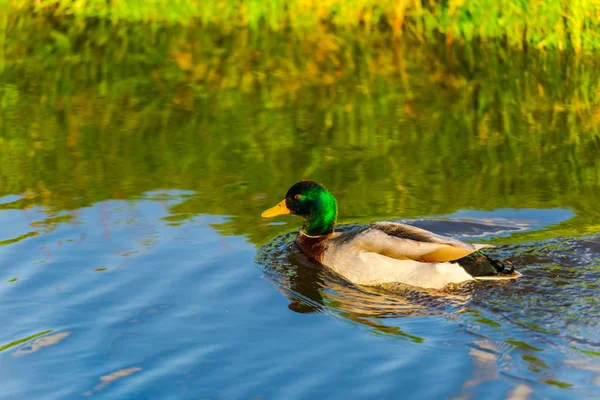 Close View Van Wilde Eend Drijvend Rivier — Stockfoto