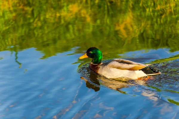 Close View Van Wilde Eend Drijvend Rivier — Stockfoto