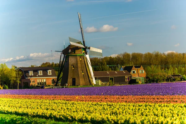 Renkli çiçek açan çiçekler ilkbaharda yel değirmeni