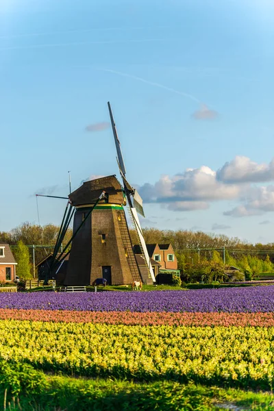 Ветряная Мельница Красочными Цветущими Цветами Весной — стоковое фото