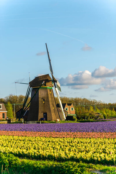Windmill with colourful blooming flowers in springtime