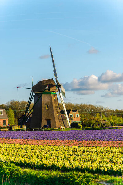 Windmill with colourful blooming flowers in springtime
