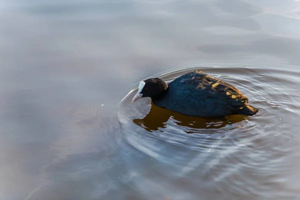 Close View Wild Duck Floating River — Stock Photo, Image