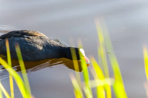 Widok Dzikiej Kaczki Pływającej Rzece — Zdjęcie stockowe