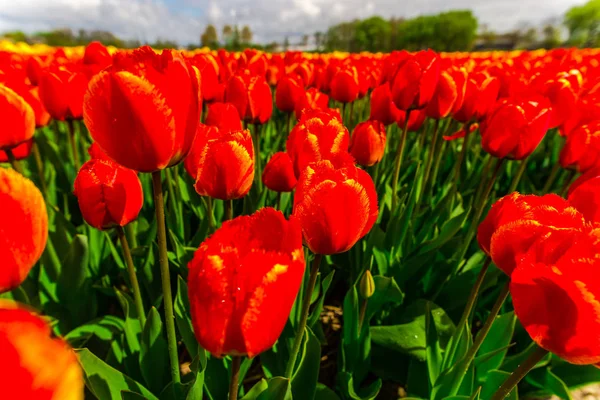 Detailní Záběr Rostoucí Květiny Tulipány Poli Louka — Stock fotografie