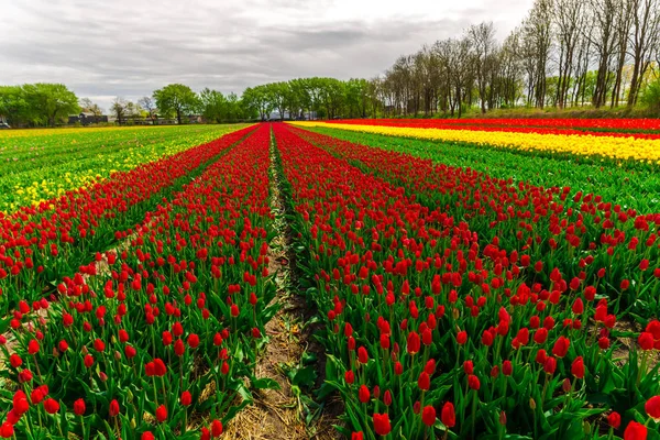 Vermelho Amarelo Crescente Tulipas Flores Campo Prado Fazenda Plantação — Fotografia de Stock