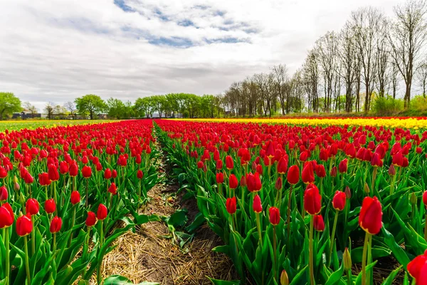 Tulipani Rossi Gialli Che Crescono Fiori Prato Campo Piantagione Fattoria — Foto Stock