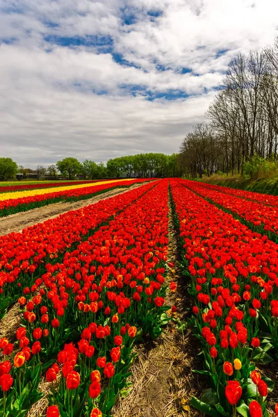 Pěstování Tulipánů Květiny Poli Louce Farmy Plantáže Červená — Stock fotografie