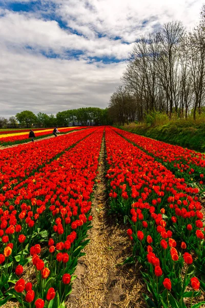 Tulipani Rossi Che Crescono Fiori Prato Campo Piantagione Fattoria — Foto Stock