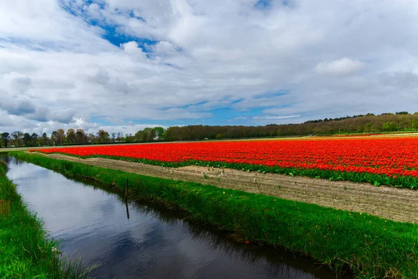 Zahradní Plantáž Květin Venkově Nizozemsko — Stock fotografie