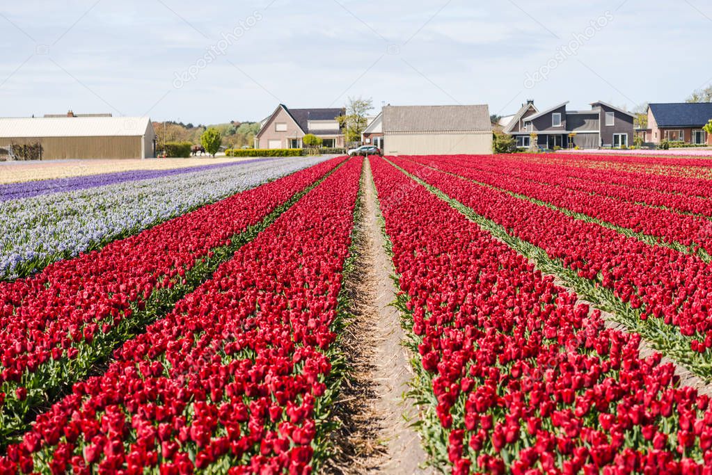 growing red tulips flowers field, Keukenhof Garden of Europe