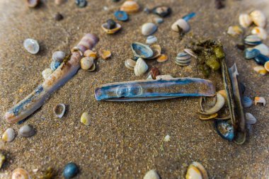 Deniz manzaralı kumlu plaj, yakın manzara.