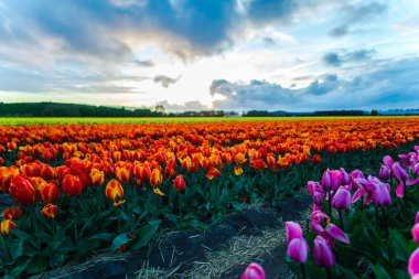 güzel çiçek ekimi, büyüyen Lale çiçek alan ve günbatımı gökyüzü 