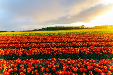 güzel büyüyen Lale çiçek alan ve günbatımı gökyüzü 