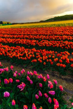 güzel büyüyen Lale çiçek alan ve günbatımı gökyüzü 