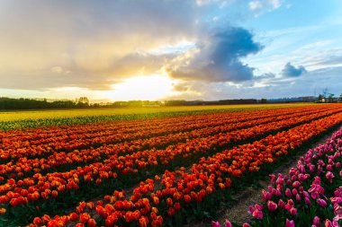 güzel büyüyen Lale çiçek alan ve günbatımı gökyüzü 