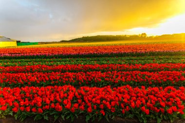 güzel büyüyen Lale çiçek alan ve günbatımı gökyüzü 