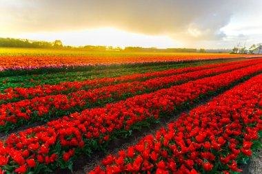 büyüyen Lale çiçek alan ve günbatımı gökyüzü 