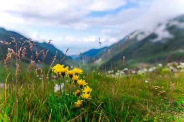 Transfagarashan yolu, yeşil çim dağlar, ön plan çiçekler 