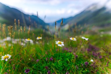 Transfagarashan yolu, yeşil çim dağlar, ön plan çiçekler 