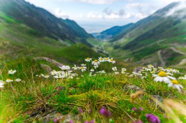 Transfagarashan yolu, yeşil çim dağlar, ön plan çiçekler 
