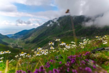 Transfagarashan yolu, yeşil çim dağlar, ön plan çiçekler 