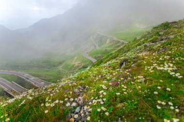 Transfagarashan yolu, yollar ve bulutlar ile yeşil çimen Dağları, çayır çiçekli 