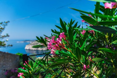 Bulanık deniz manzarası arka planda pembe çiçekler