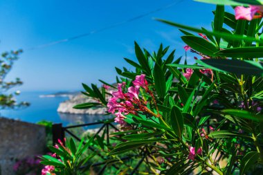 Bulanık deniz manzarası arka planda pembe çiçekler